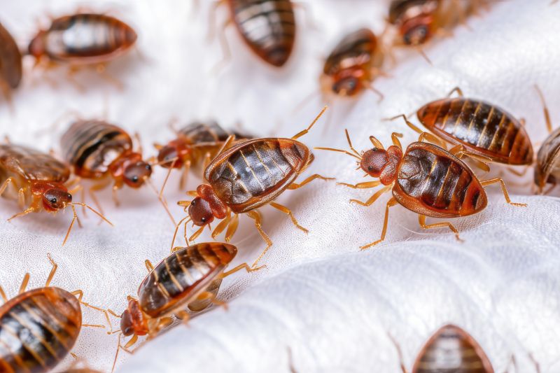 Bed Bug Extermination