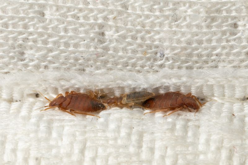 Bed Bug Extermination