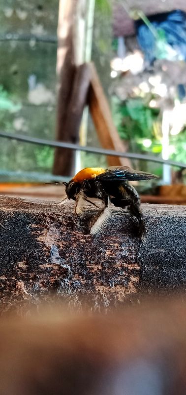 Carpenter Bee Removal Service