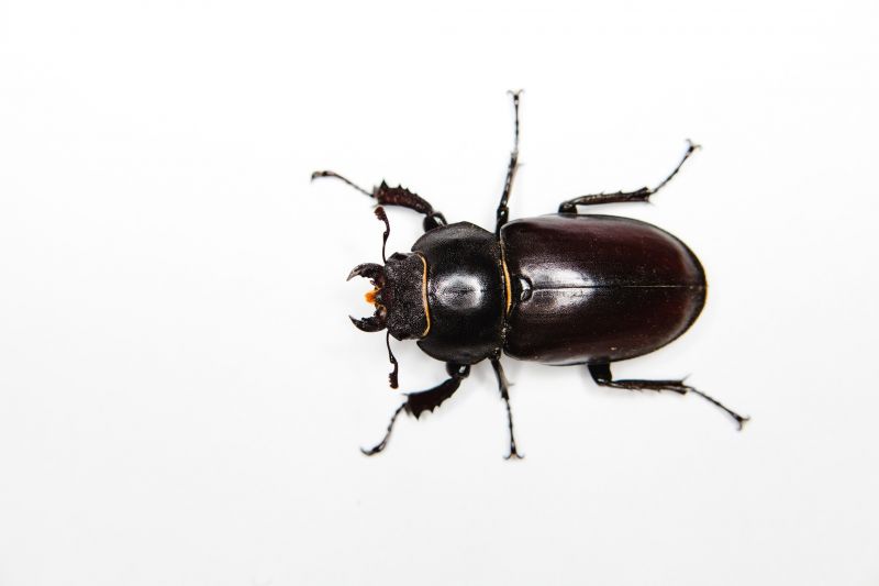 Chigger Extermination