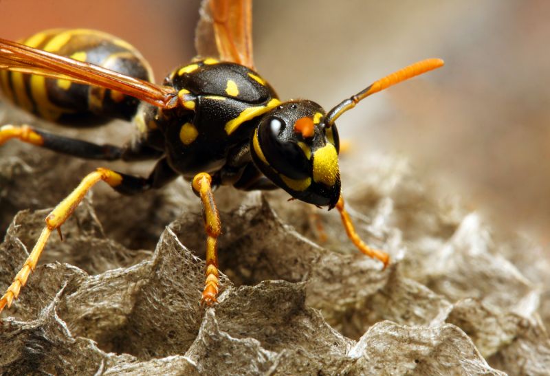 Commercial Wasps Control