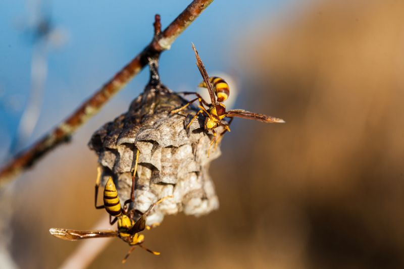 European Hornet Removal