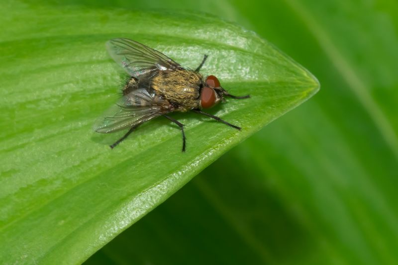 Fly And Mosquito Control Strategies