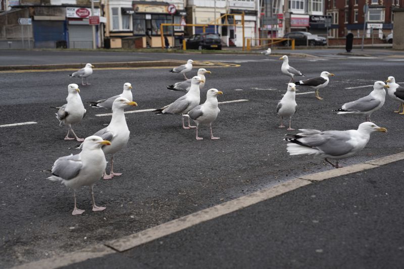 Geese Removal Service