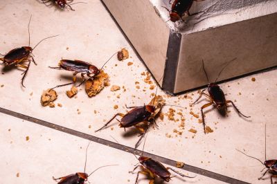 Health Risks Associated With Cockroaches Indoors