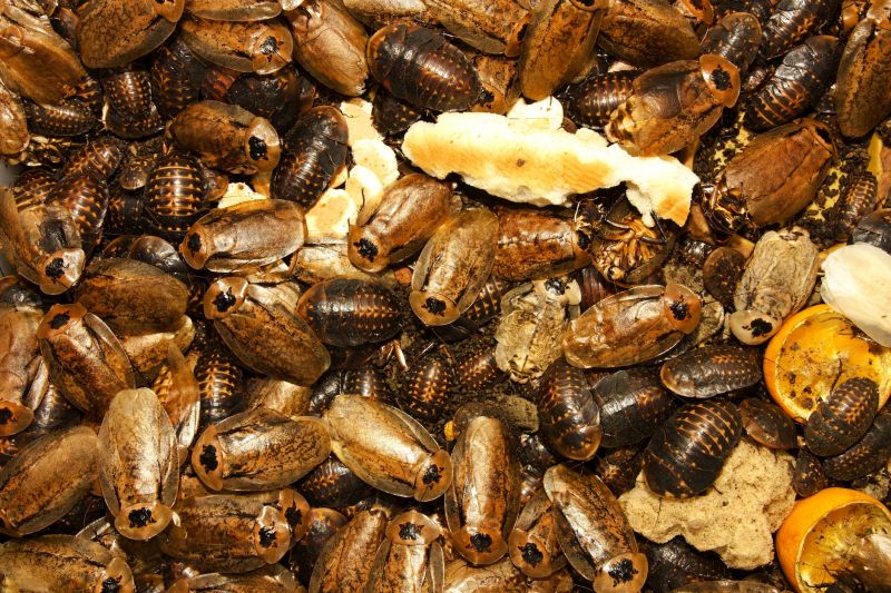 Roach Infestation Treatment