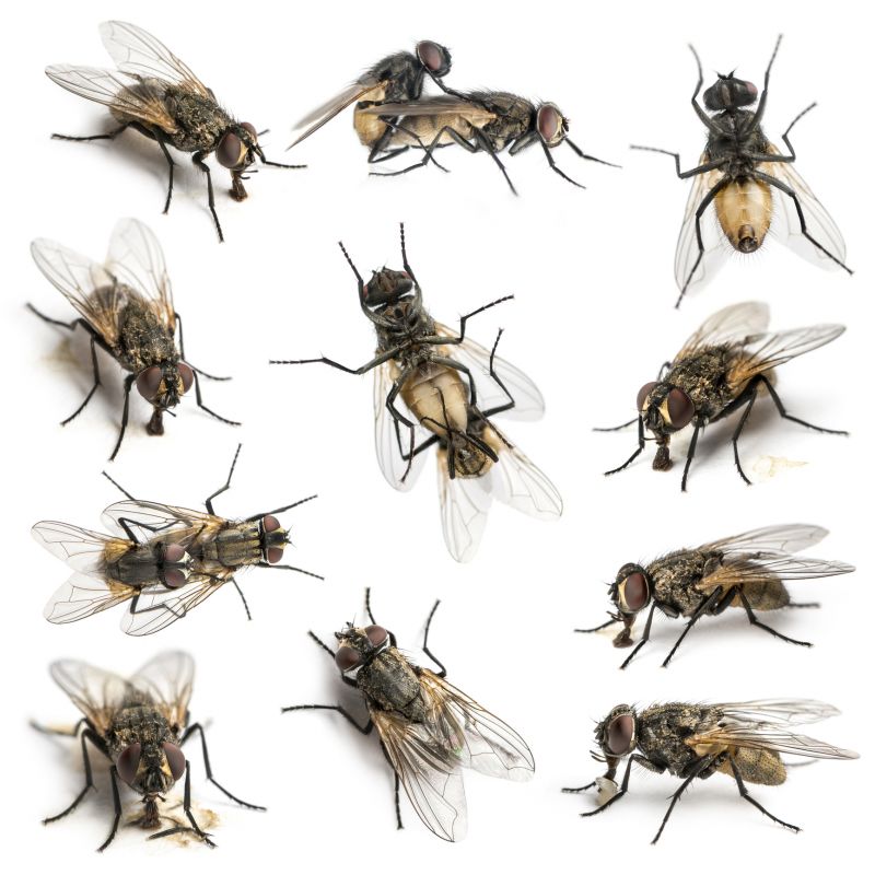 Spring Mosquito And Fly Control Solutions For Commercial Properties