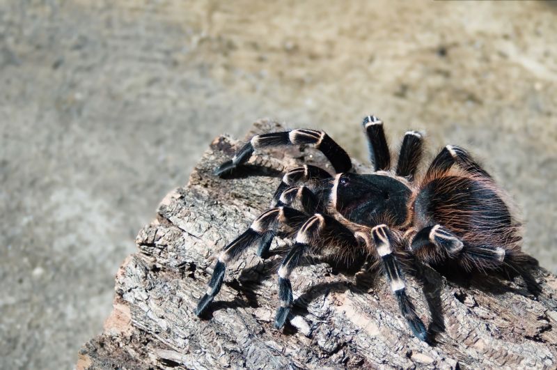 Tarantula Hawk Removal