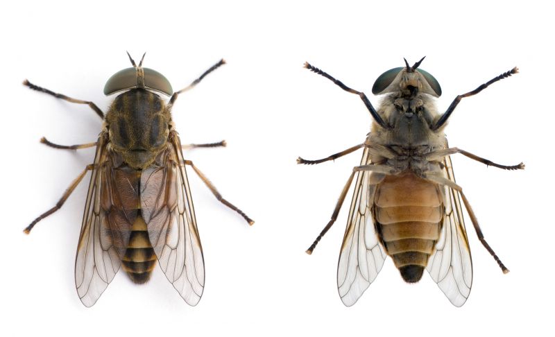 Why Spring Fly And Mosquito Pest Control Matters