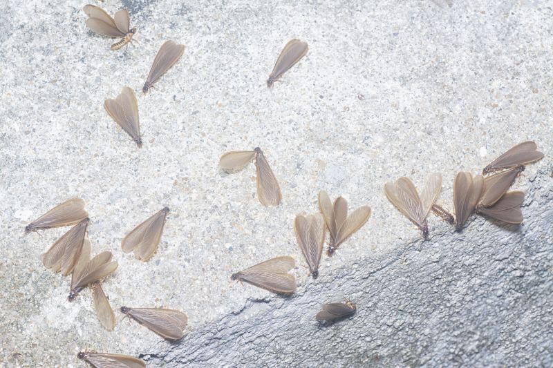Winged Termite Extermination
