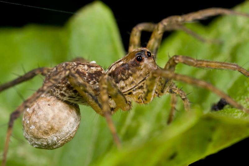 Wolf Spider Removal
